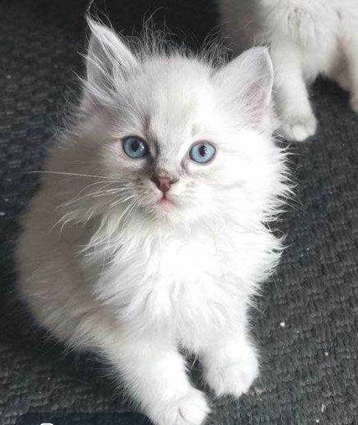 ONly one left Beautiful pure Ragdoll kitten looking for a new home 
