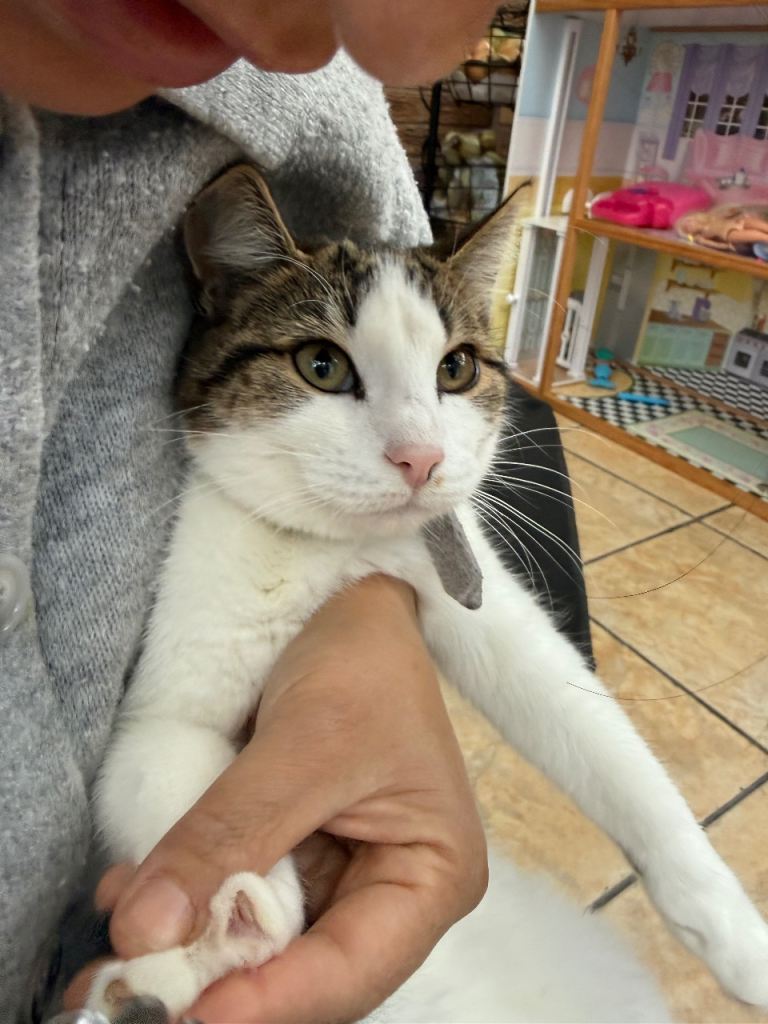 A kindly kitten 
