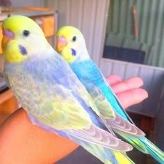 Baby &budgies &cage&food