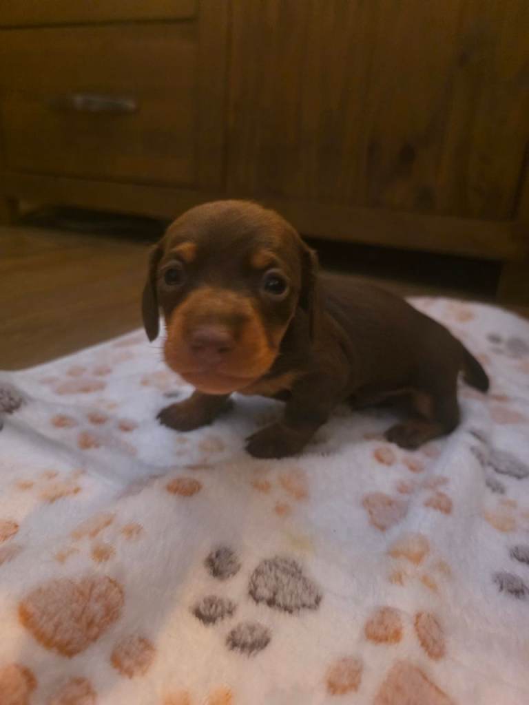 KC Miniature daschund puppies 