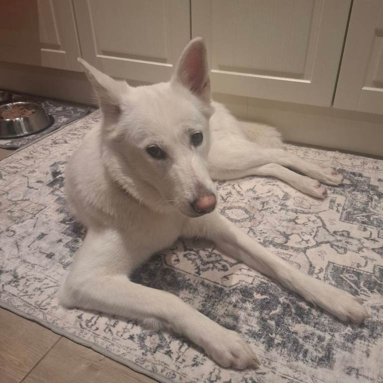 Akita german shepherd cross