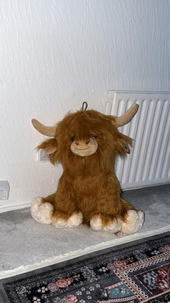 image for Huge highland cow New