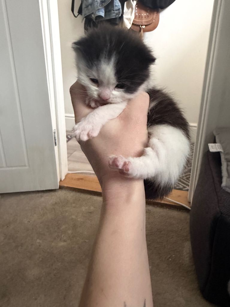 3x kittens for sale (males) 