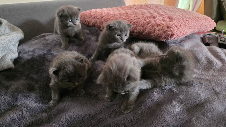 5 kittens for sale british shorthair 