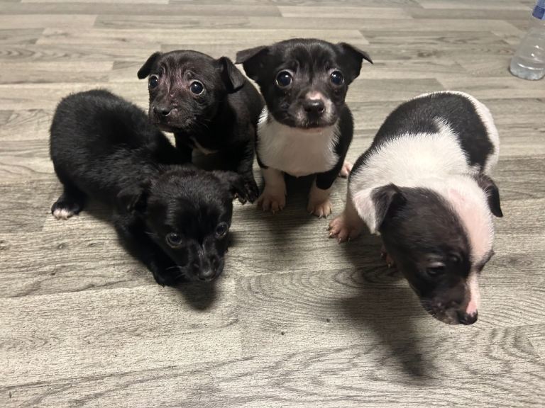 Miniature jack russell