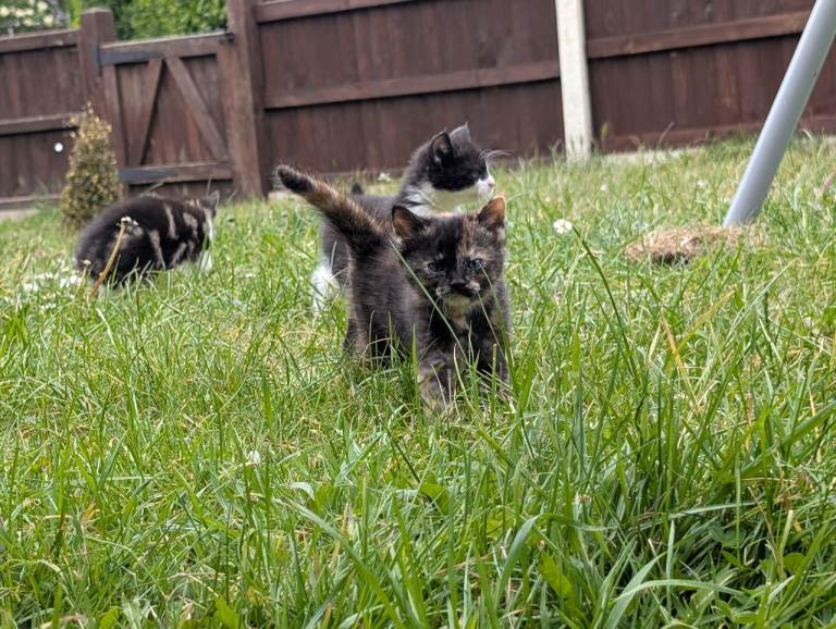 kittens for sale