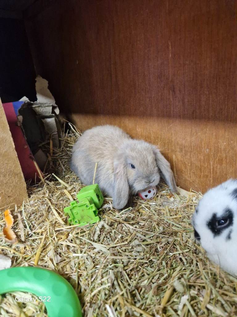 Brown lop eared baby bunny