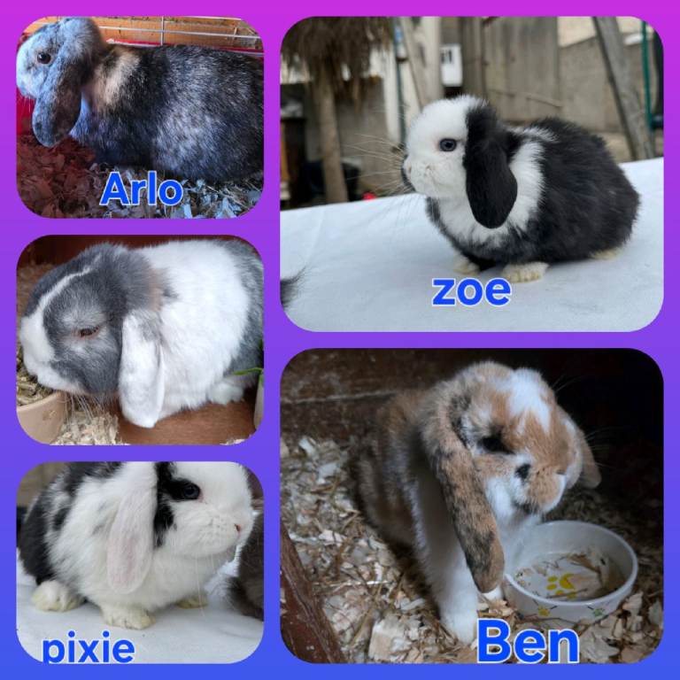 mini lops FROM £30