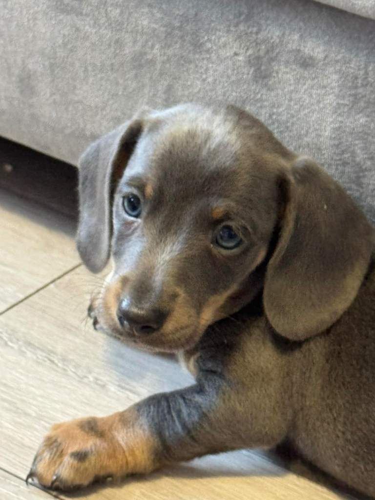 Miniature dachshund puppies!!