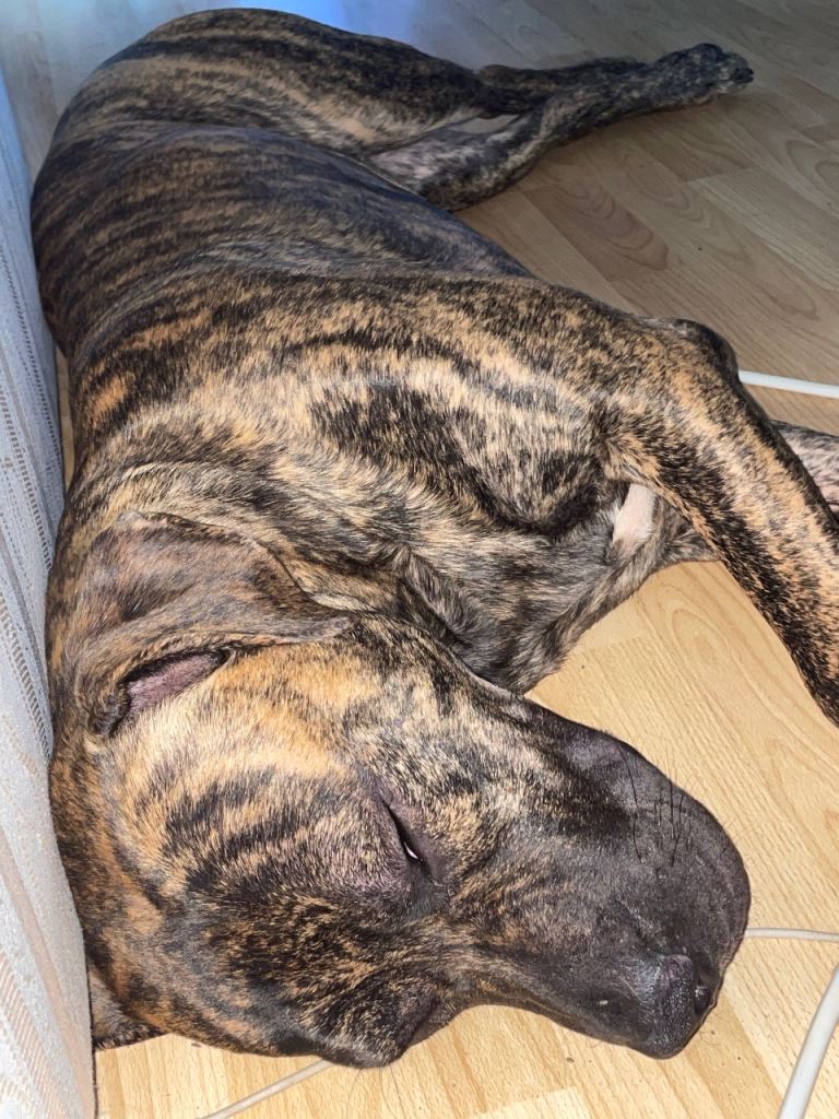 Staffy x presa canario - fully trained