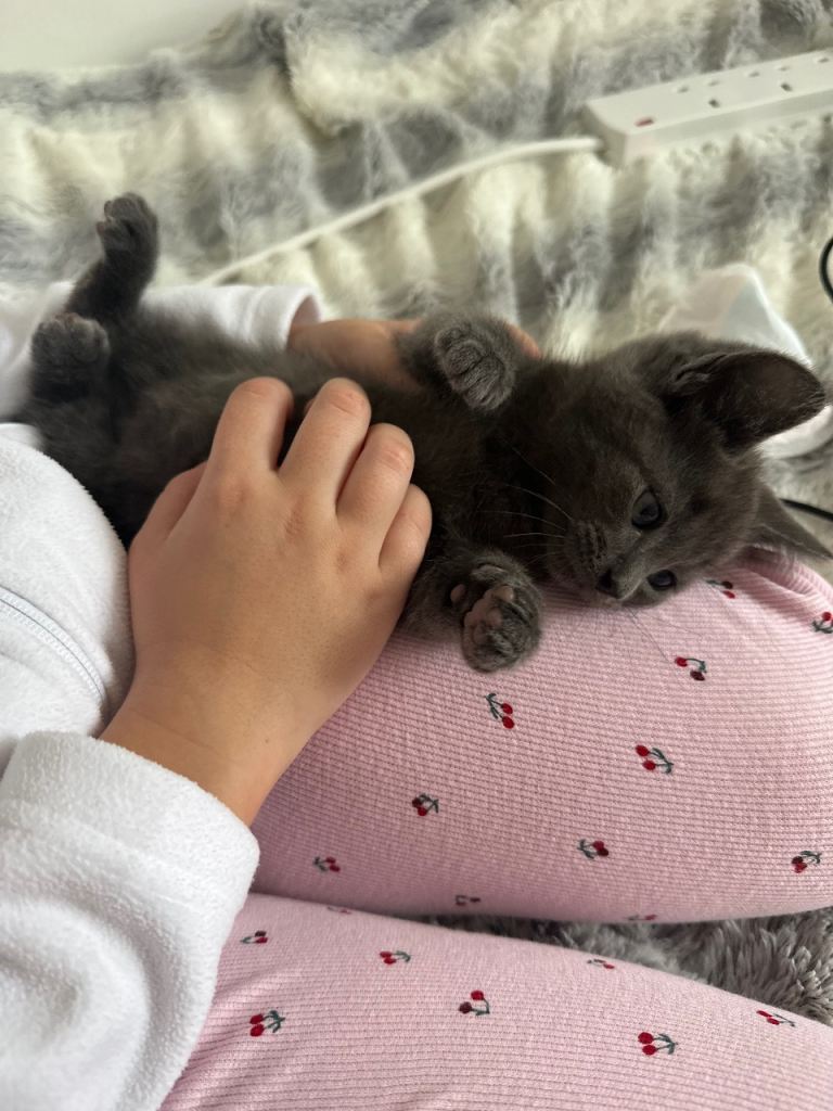 Kitten for sale 