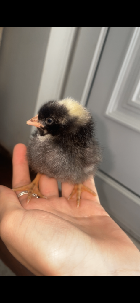 3 unsexed chicks 