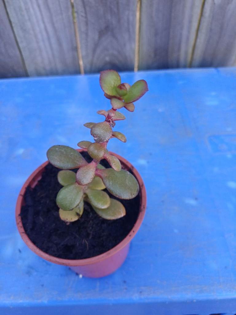 Crassula.  Jade plant. Indoor 