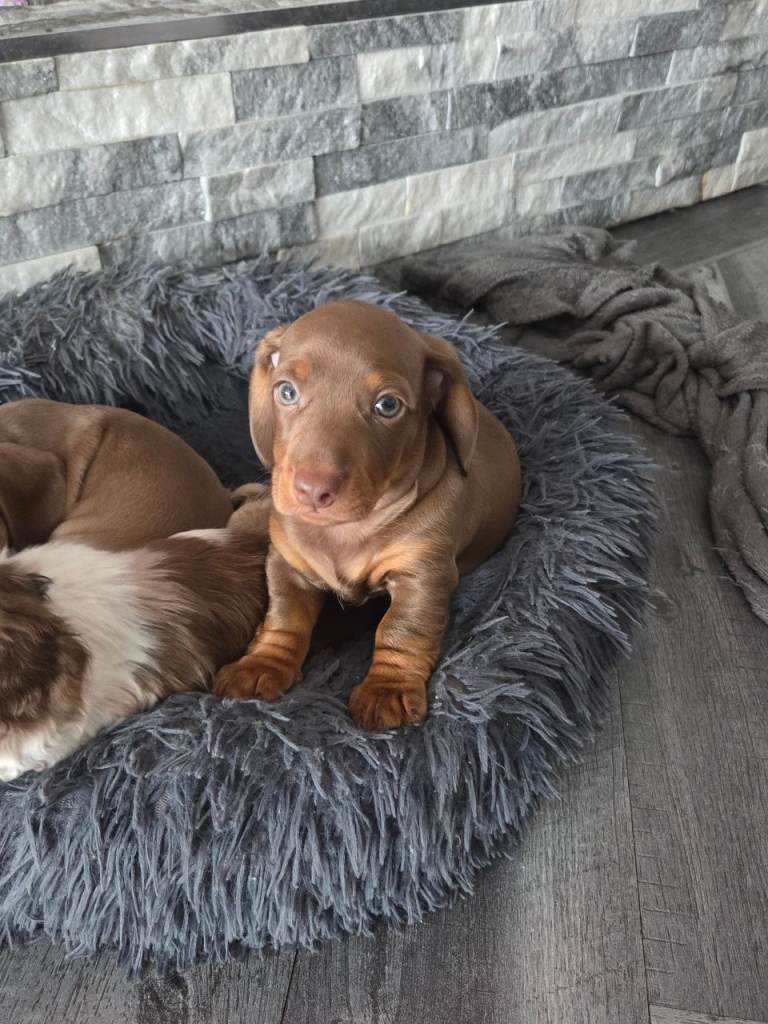 Looking for Forever Home