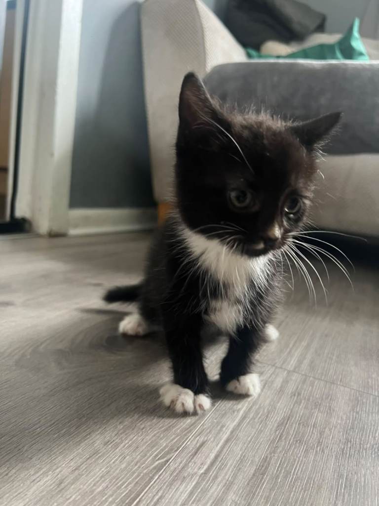Kittens for sale 