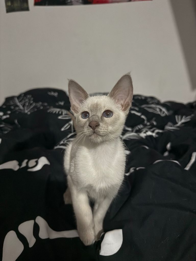 oriental siamese male