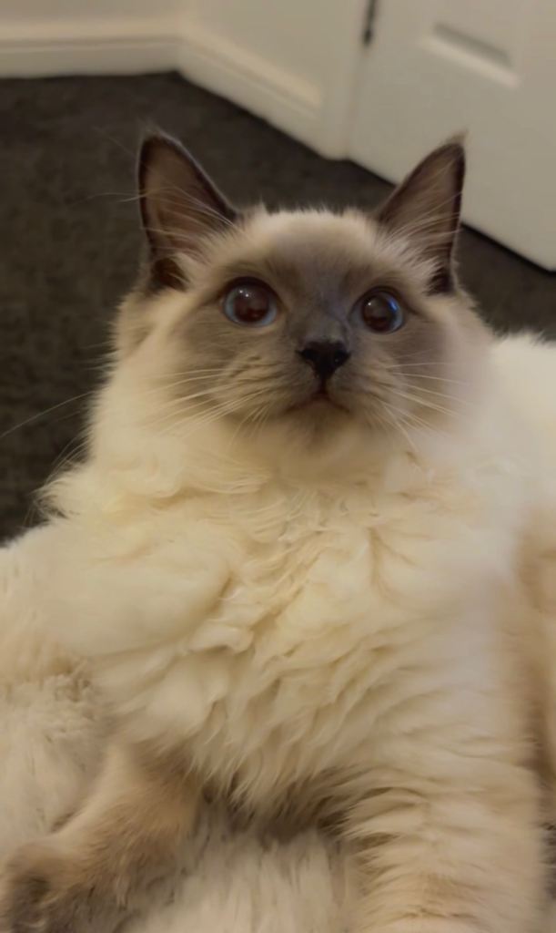 Urgent ragdoll cat sale