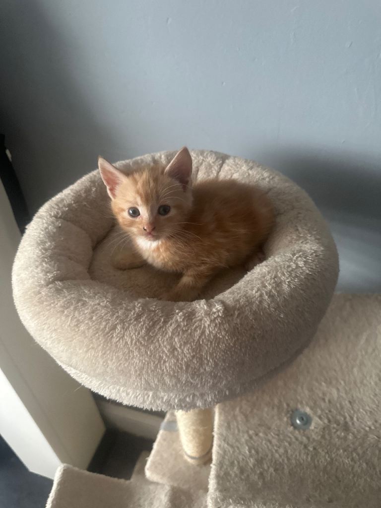 Beautiful litter of ginger kitties 