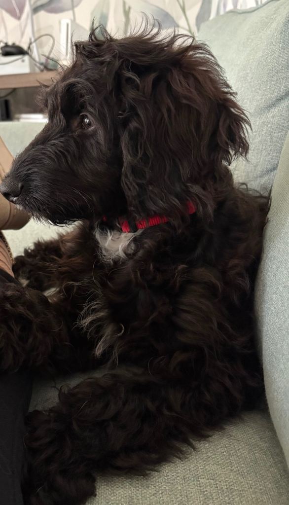 Miniature Aussiedoodle - 5 months