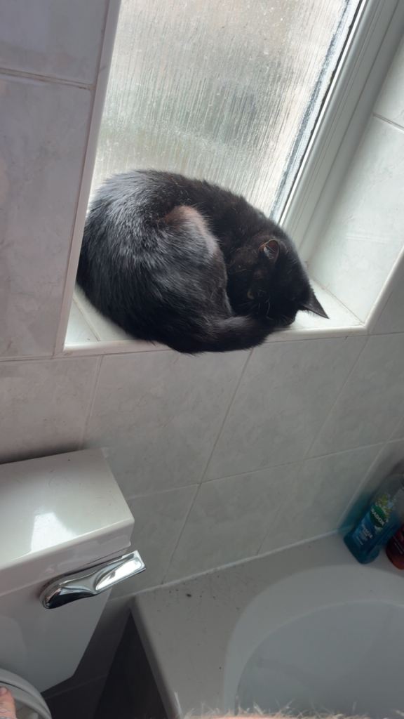 Cat for sale 