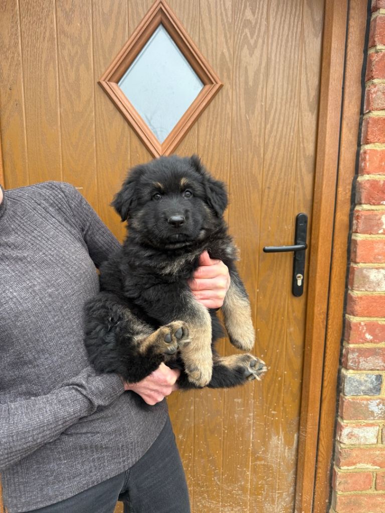 Kennel club register German Shepherd Puppy 