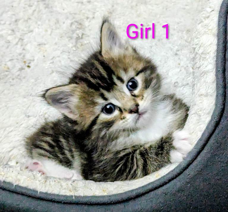 £250 males £300 females Gorgeous Tabby Kittens for sale Ready June 17