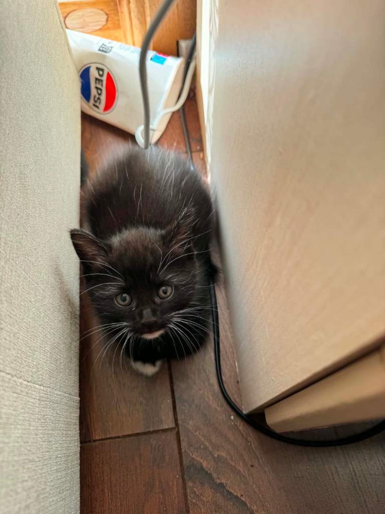 5 Adorable Kittens Looking for a Loving Home! 🐾