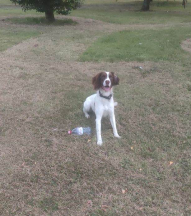 Springer