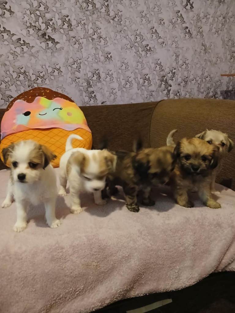 Puppies for sale 