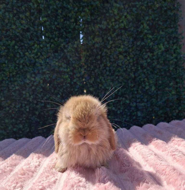 Mini Lop Babies Ready 22nd Aug