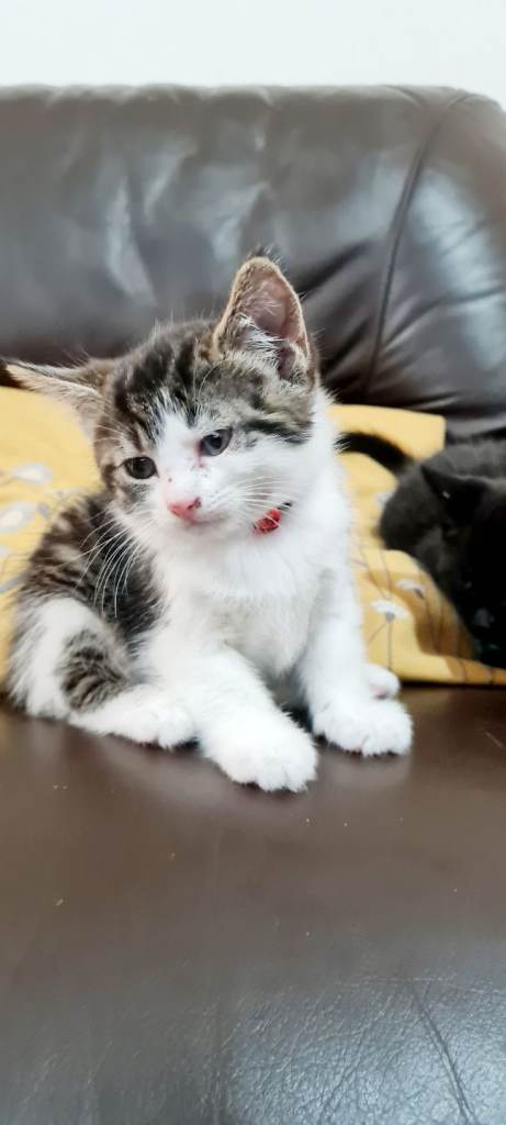 Adorable kittens for sale 