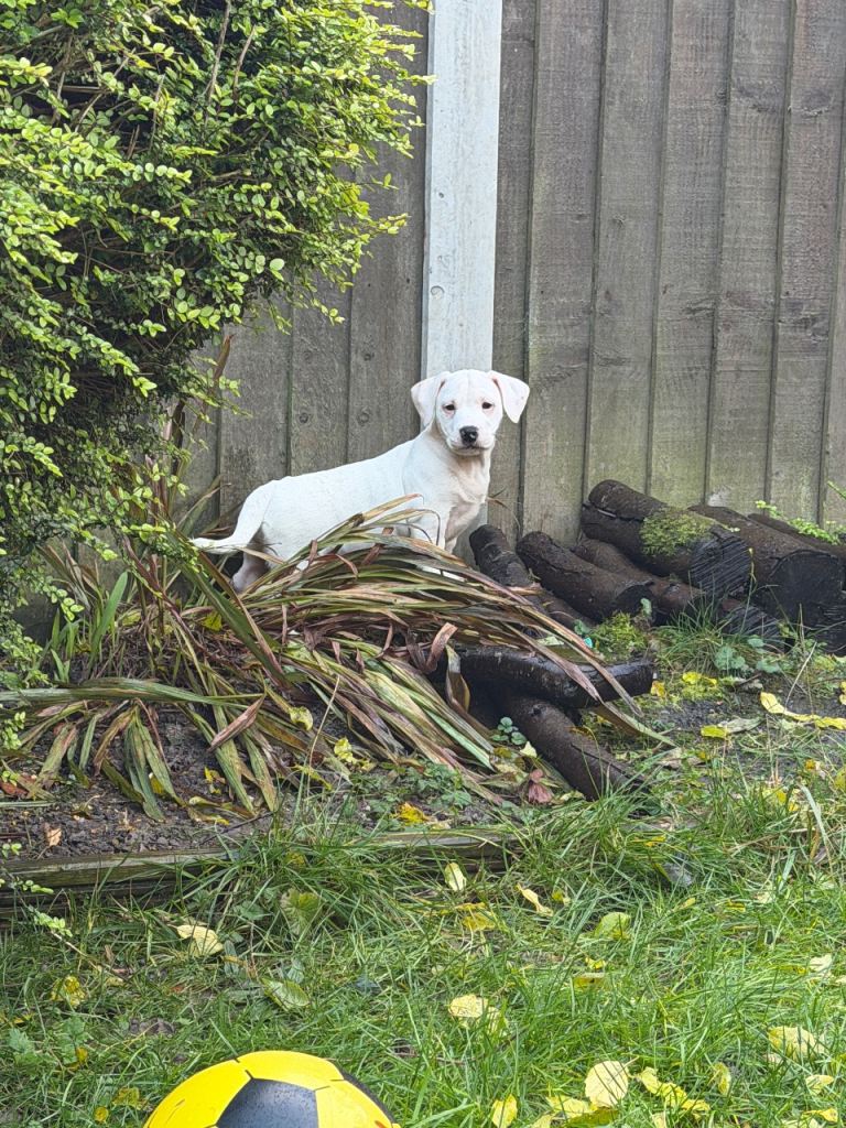 2 girls left Rare English Bulldog x Dachshund