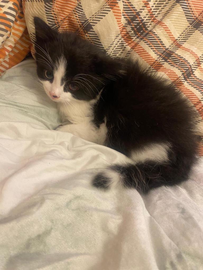 8 weeks old Cute Kittens