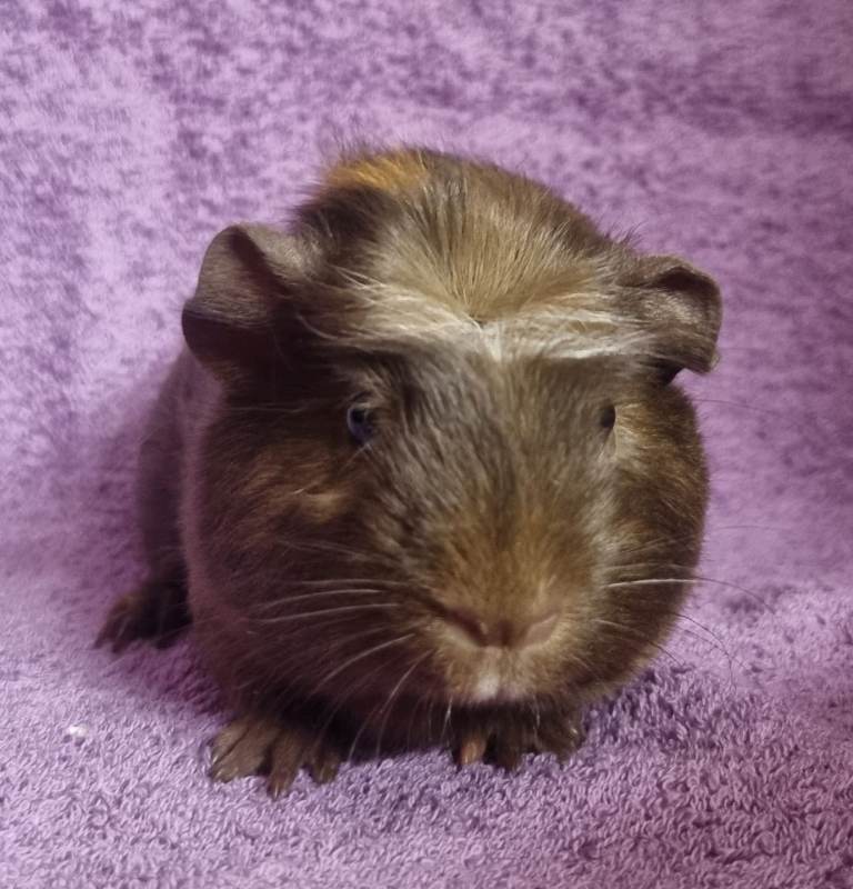 Beautiful Male Baby Guinea Pigs for sale 