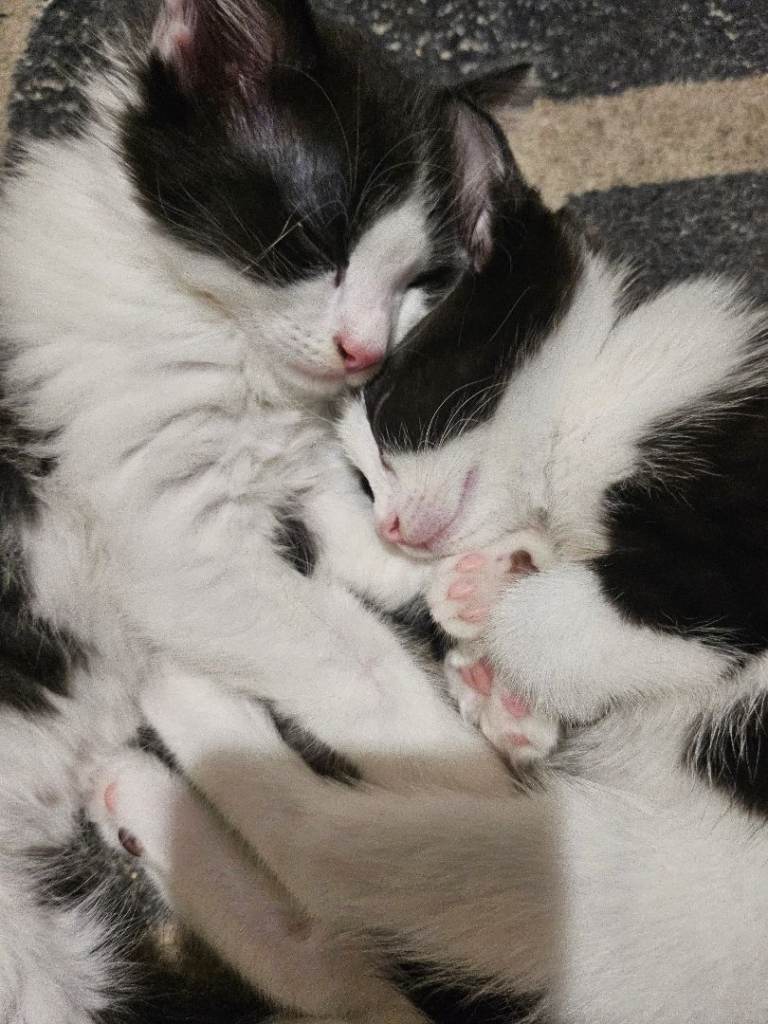 Kittens 