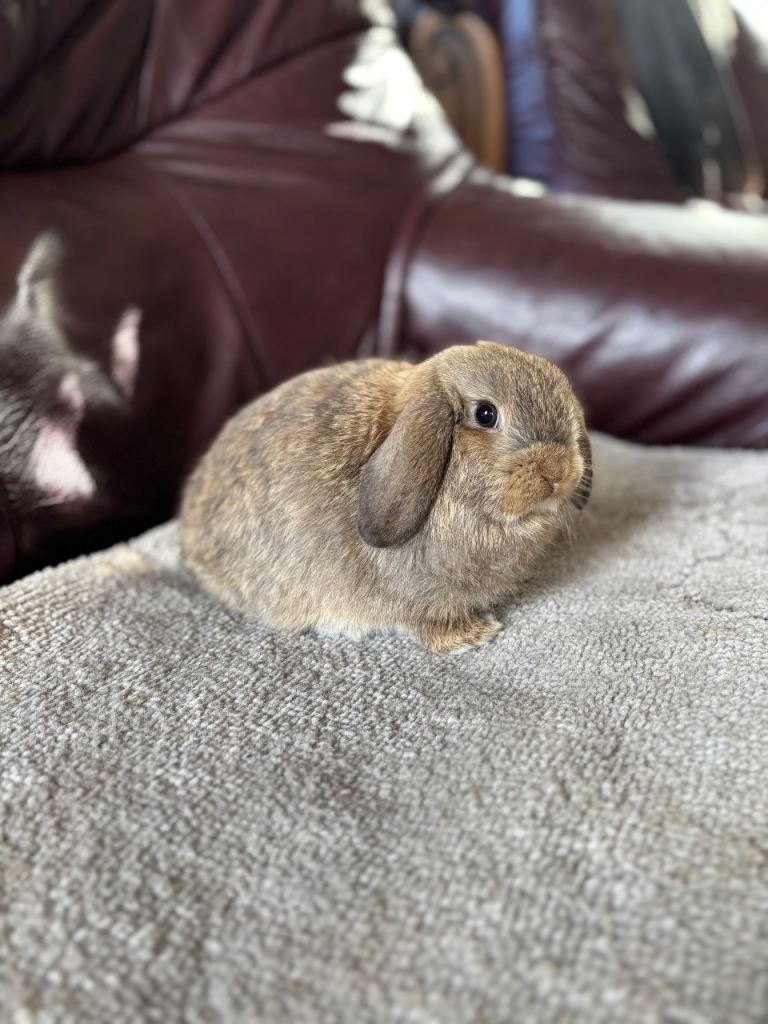 Mini lop bunny 