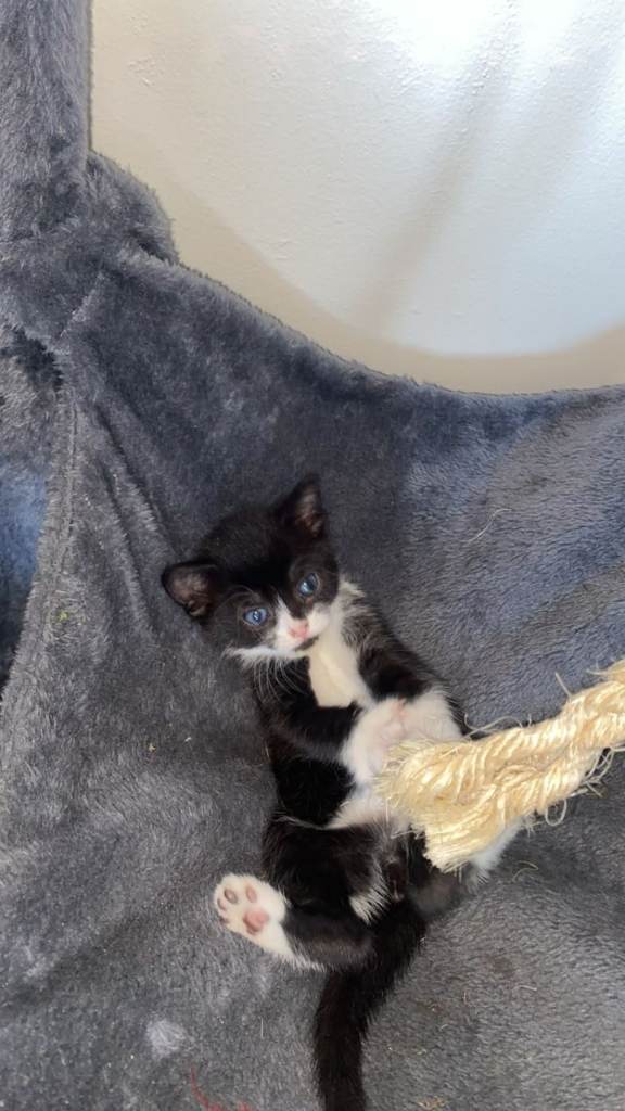 Kitten 