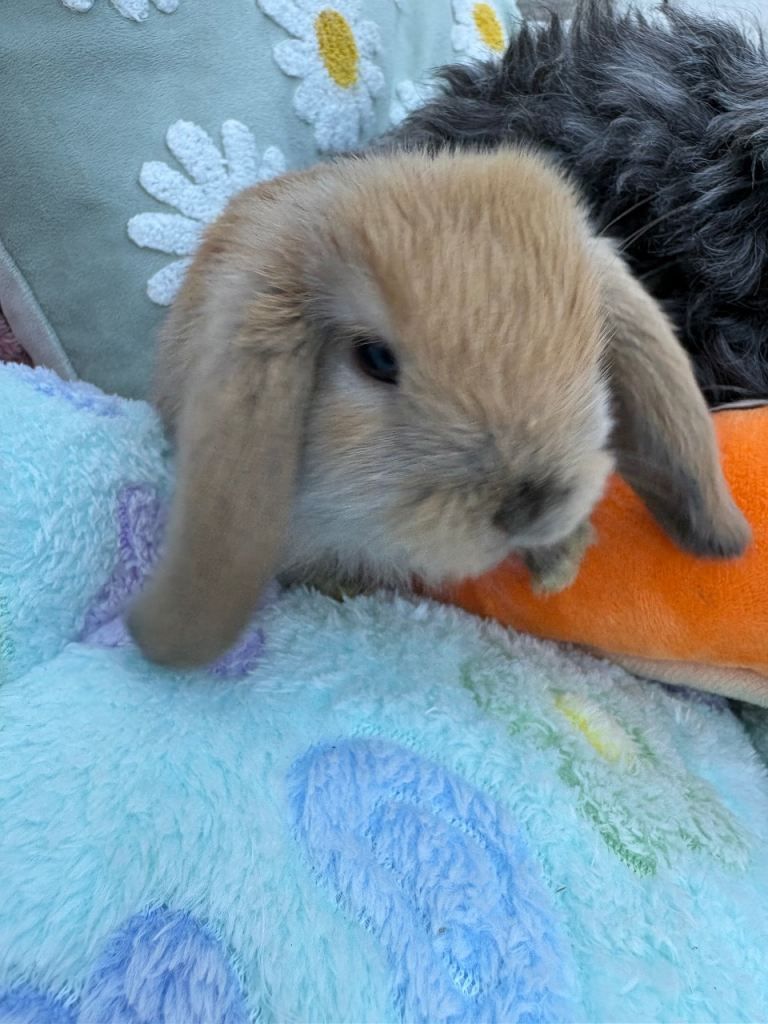 MiniLop/bucks- raised indoors/vaccinated 