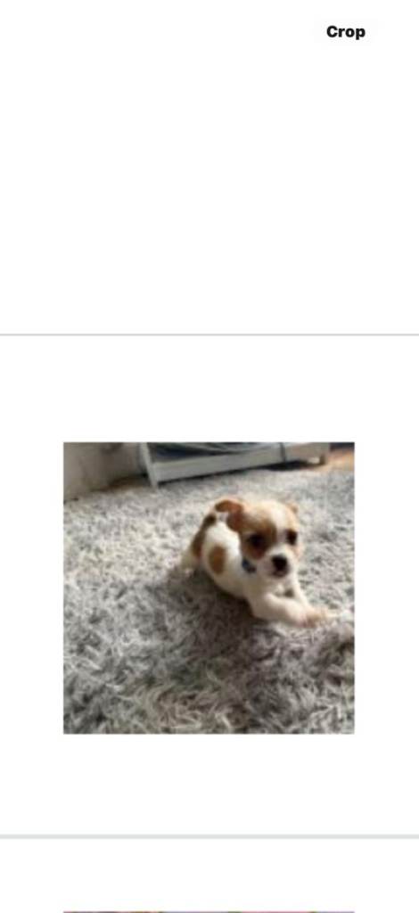 Puppy sell 