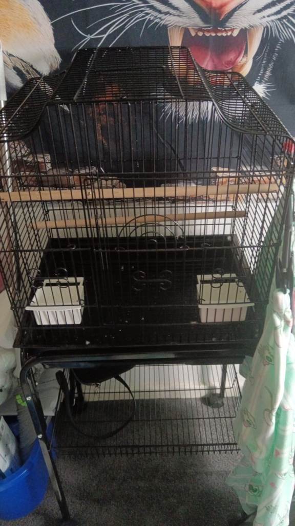 Bird cage 