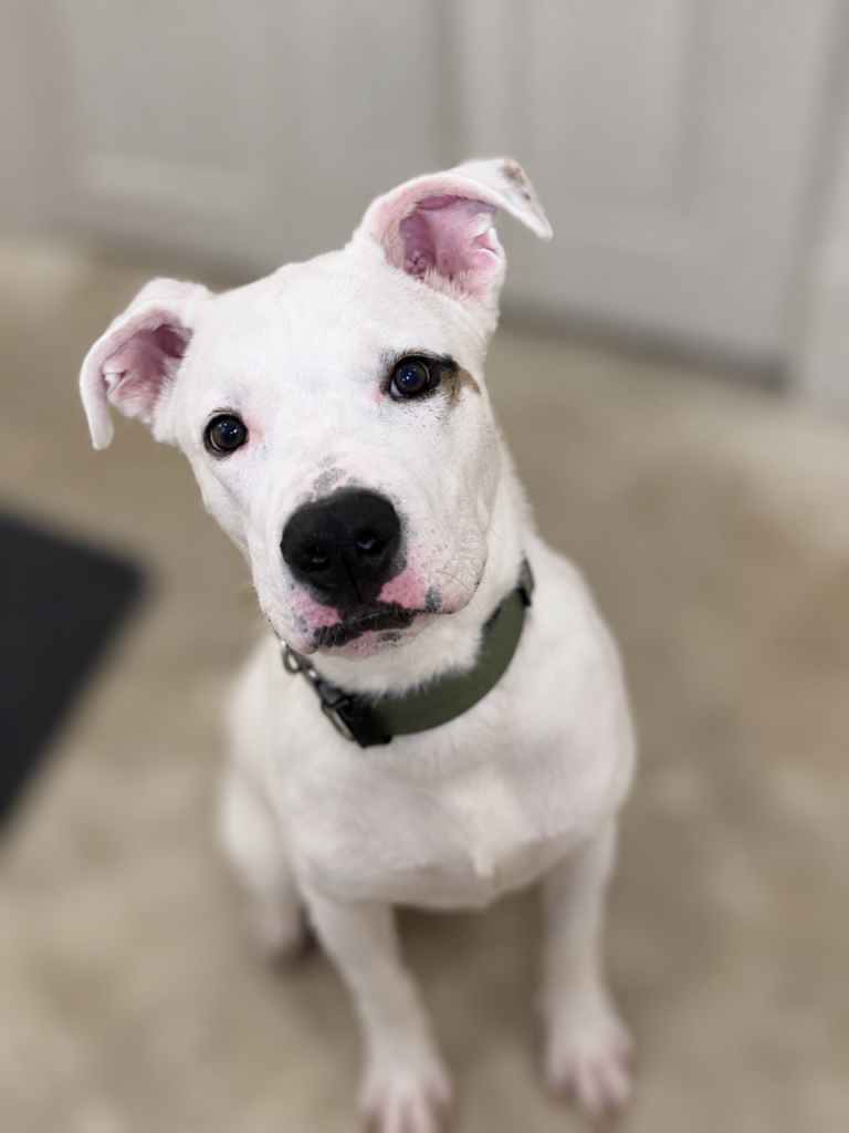 Kenji, 7 almost 8 months old puppy for sale