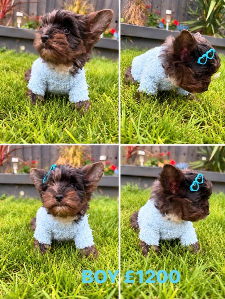 available Beautiful merle Yorkshire terrier ready to go