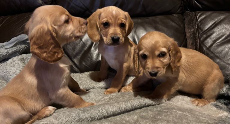 Gold Bocker (Cocker Spaniel x Beagle) girl pups