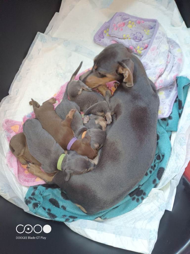Miniature dachshund 