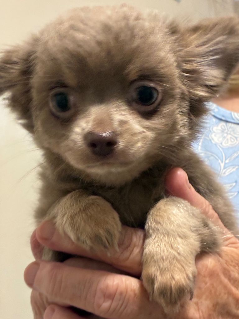 Male chihuahua puppies 