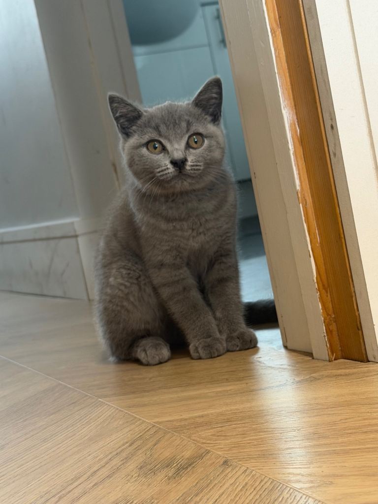 British short hair blue boy kitten for sale 
