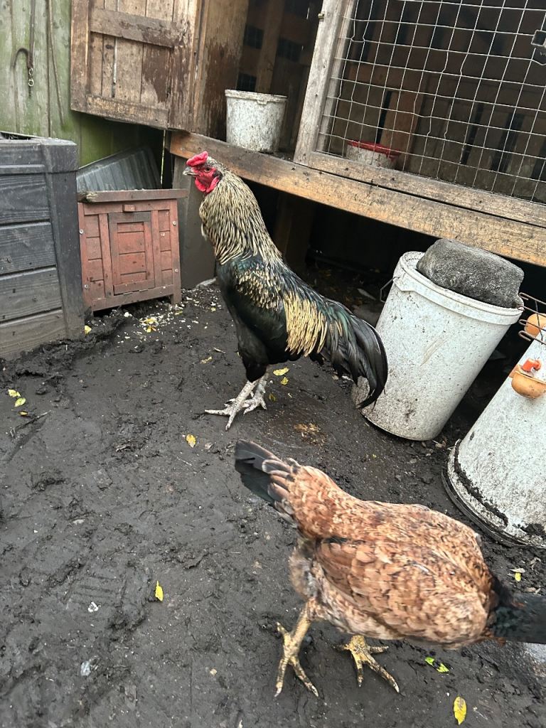Aseel Rooster, hens and Pullets for sale