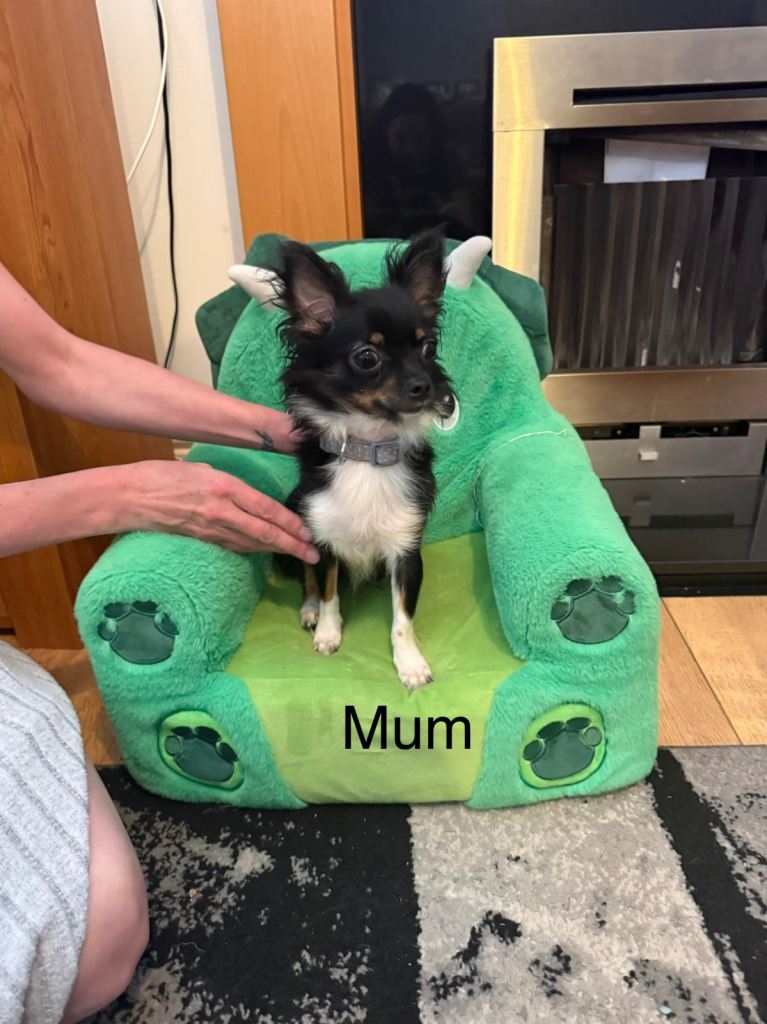 Chihuahua puppies 2 boys available 