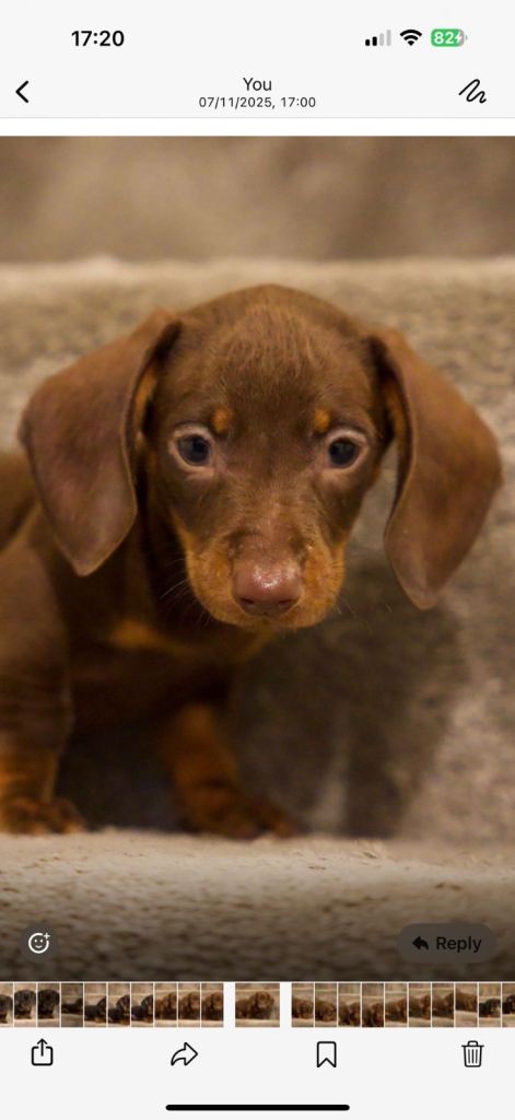 Dauthschund pure breed puppy