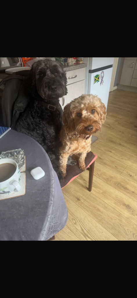 Male and Female Cockapoo for rehoming 